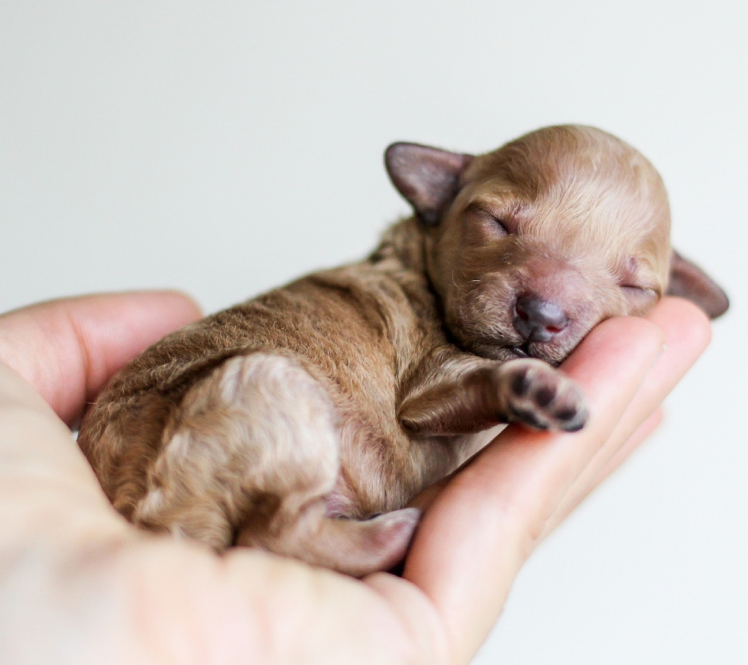 Newborn Puppy 2